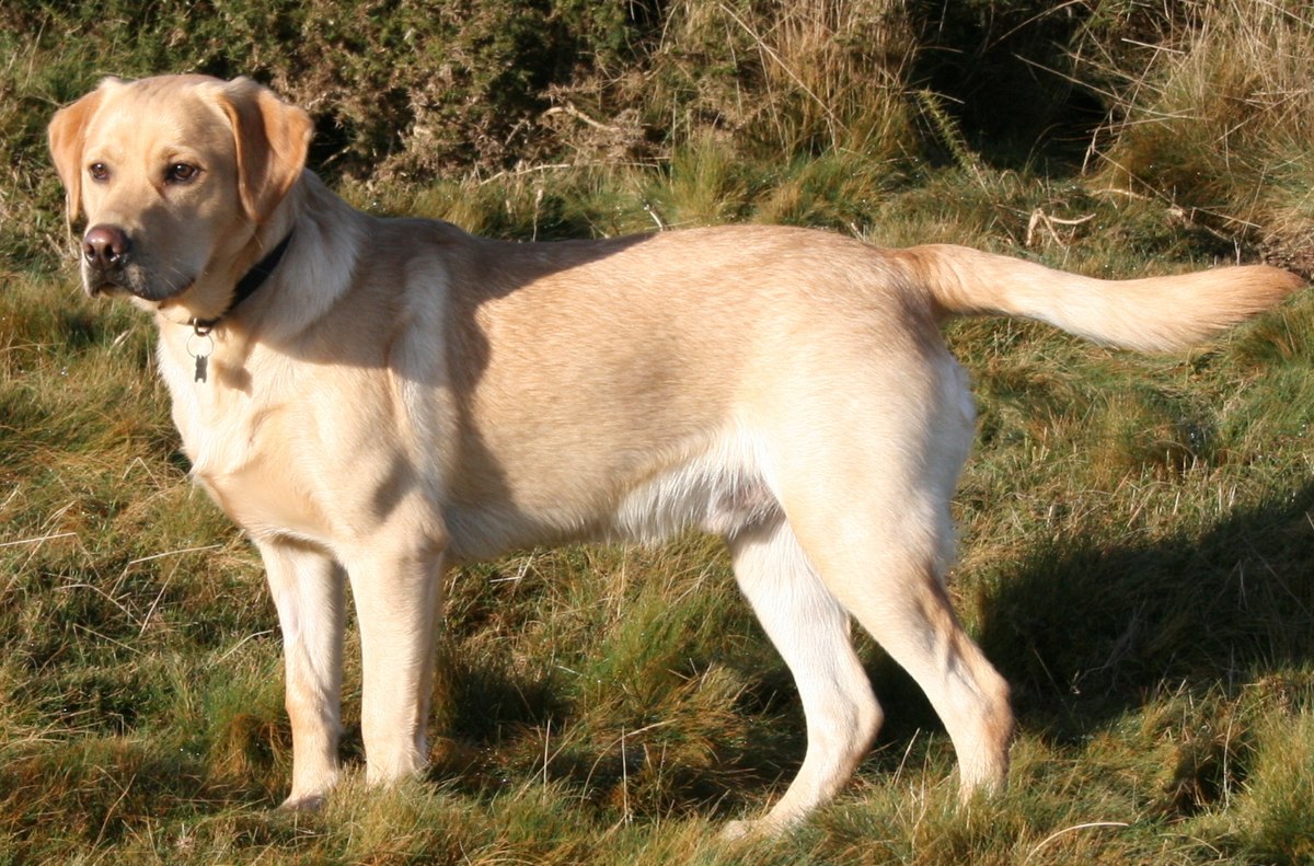 États Unis, un couple décide de cloner leur chien mort