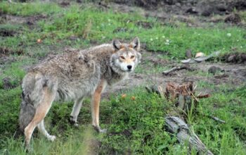 Elle emmène un coyote chez le vétérinaire en pensant que c'est un chien