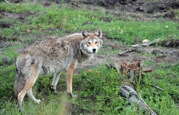 Elle emmène un coyote chez le vétérinaire en pensant que c'est un chien