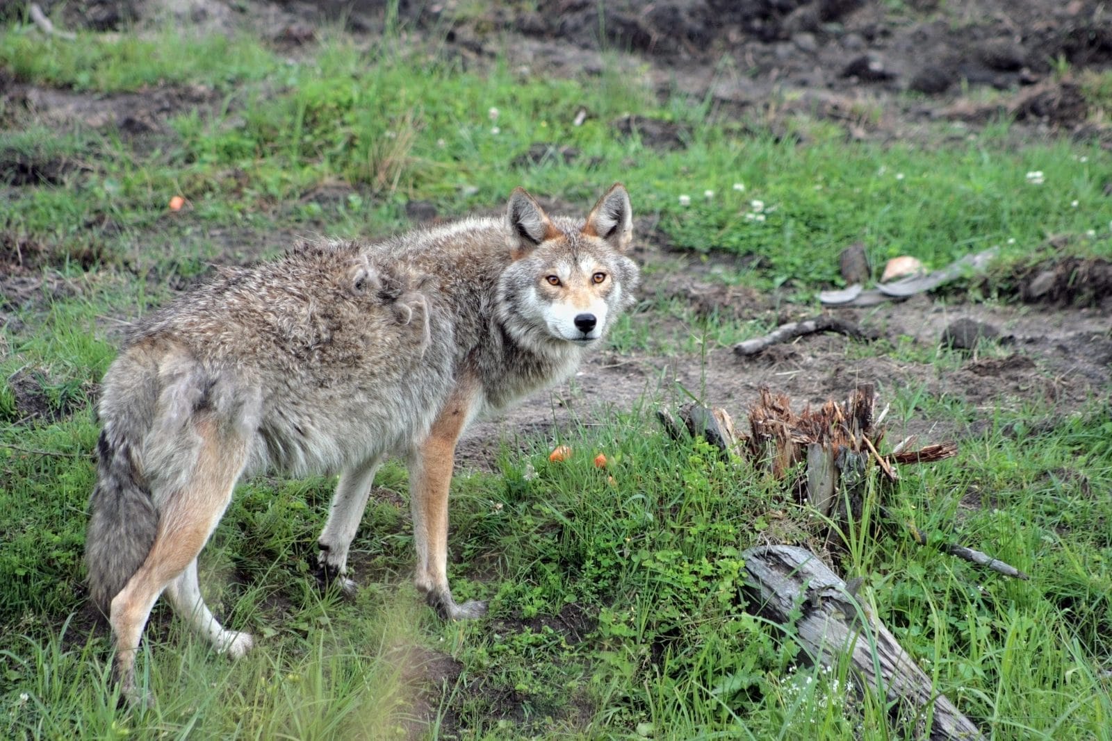 Elle emmène un coyote chez le vétérinaire en pensant que c'est un chien