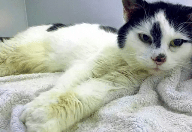 Perdu en 2009 elle retrouve son chat 11 ans après