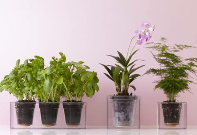 Cette plante faite pour vous selon votre signe astrologique