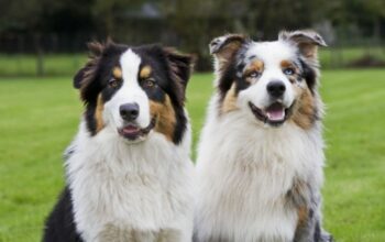 Cette race de chien qui vous convient selon votre signe du zodiaque