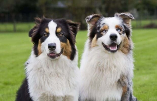 Cette race de chien qui vous convient selon votre signe du zodiaque