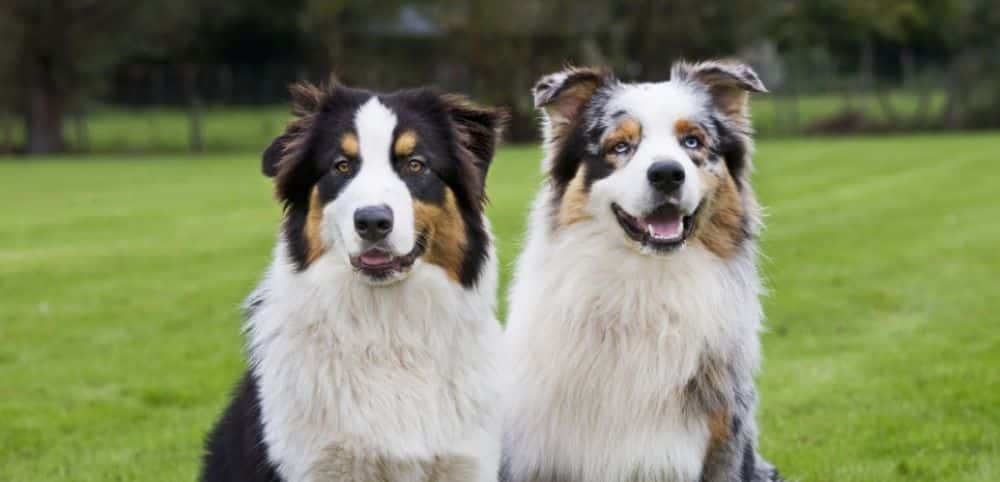 Cette race de chien qui vous convient selon votre signe du zodiaque