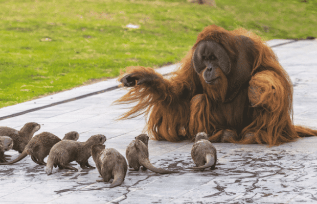 Belgique : ce zoo mélange les animaux pour leur bien-être... créant des amitiés improbables