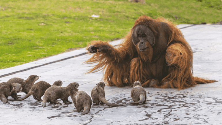 Belgique : ce zoo mélange les animaux pour leur bien-être... créant des amitiés improbables