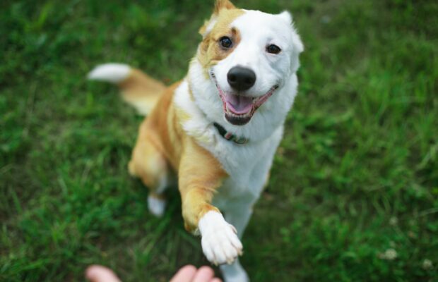 Quels sont les traits de caractère de votre chien ou votre chat selon son signe astrologique ?