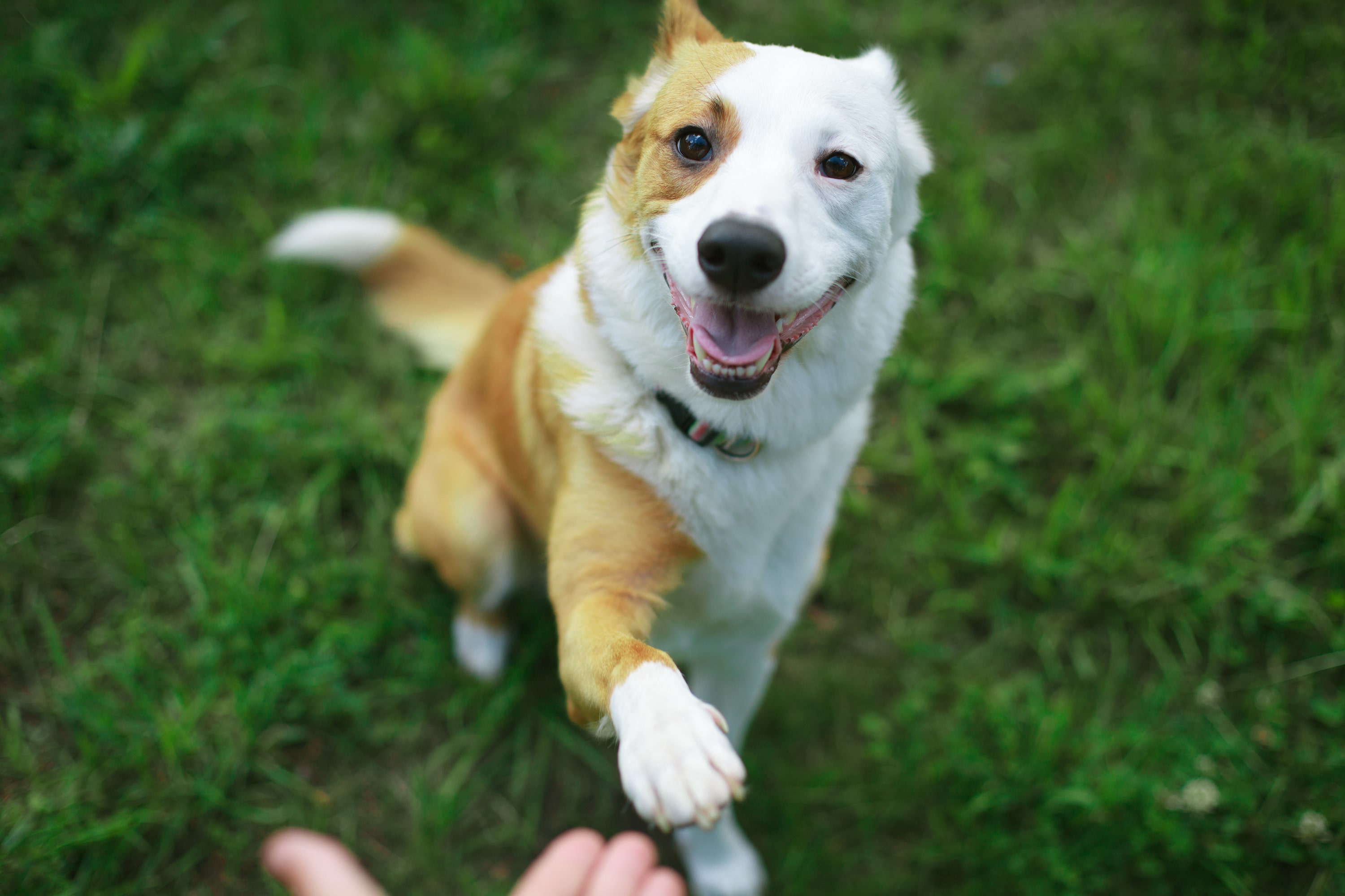 Quels sont les traits de caractère de votre chien ou votre chat selon son signe astrologique ?