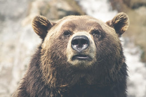 Quel est votre animal spirituel en astrologie selon votre signe du zodiaque ?