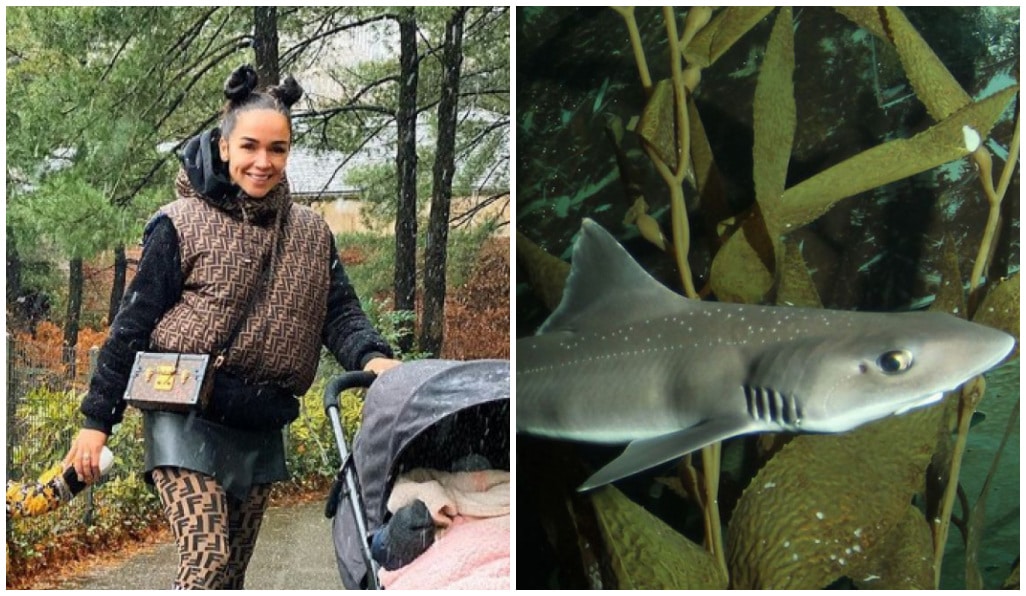 jazz-pleine-polemique-apres-avoir-accueilli-requin-chez-elle