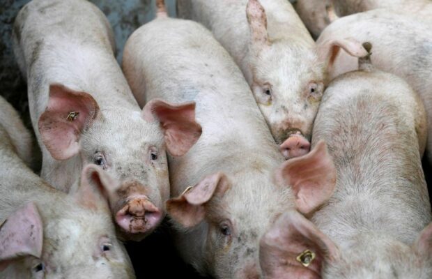 Urgent : un virus de grippe porcine a été découvert comme propice à une prochaine pandémie