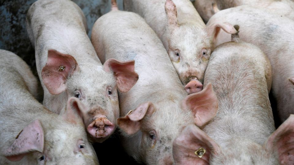 Urgent : un virus de grippe porcine a été découvert comme propice à une prochaine pandémie