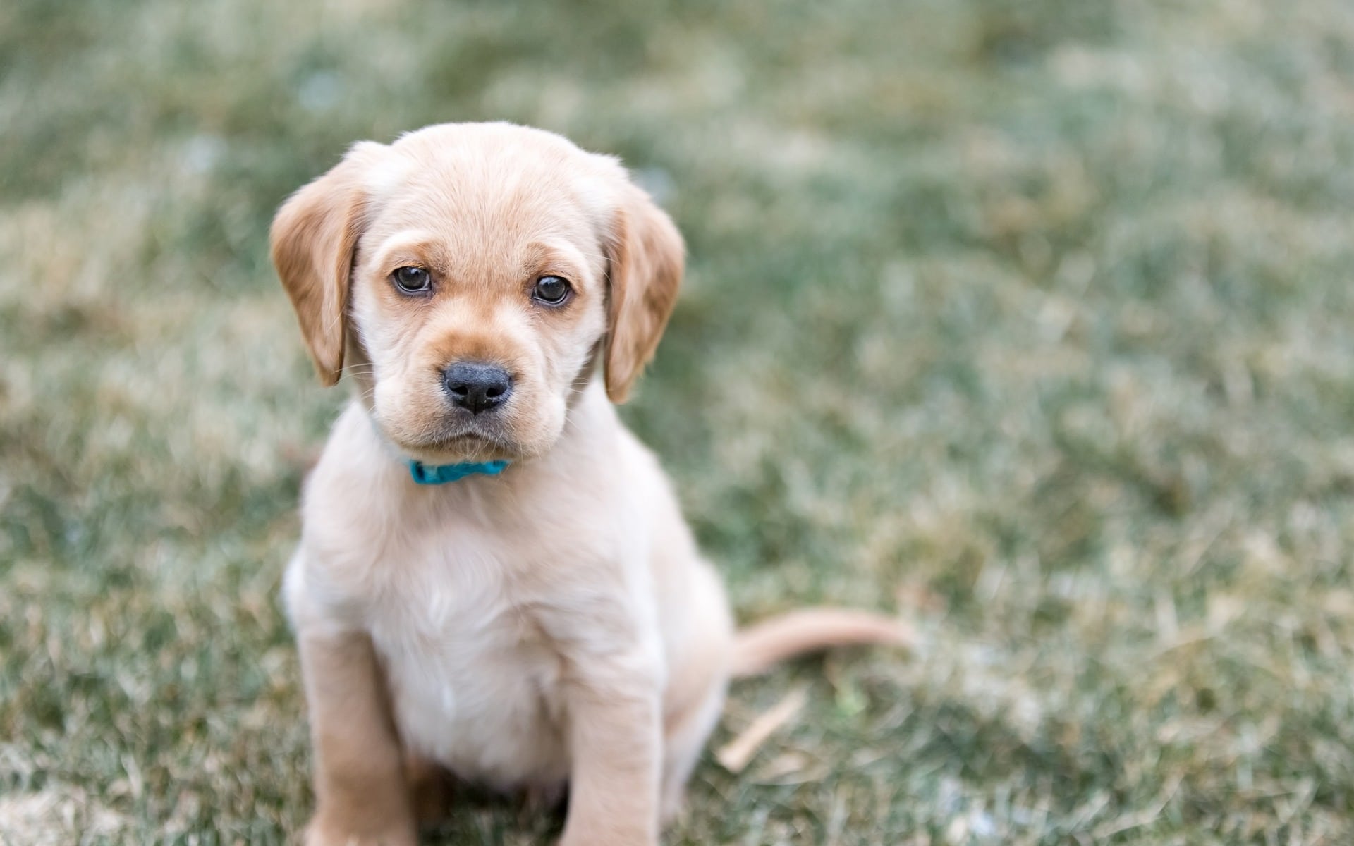 Saône-et-Loire : il poignarde la chienne de sa fille avant de la jeter par la fenêtre