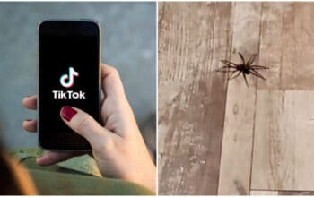 TikTok : un combat entre un poulet et une araignée devient viral