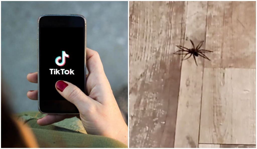 TikTok : un combat entre un poulet et une araignée devient viral