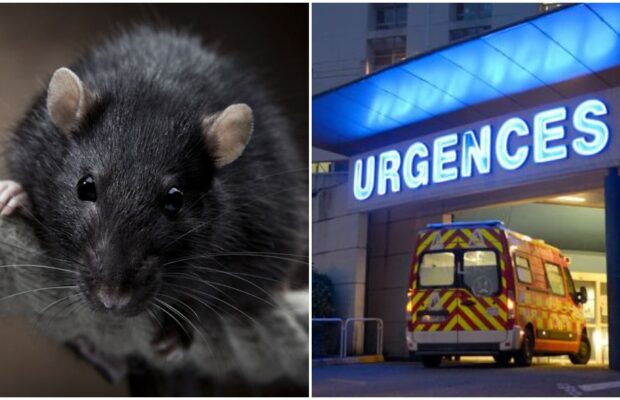 Un enfant dévoré par un rat dans son lit, il est de suite transporté à l'hôpital