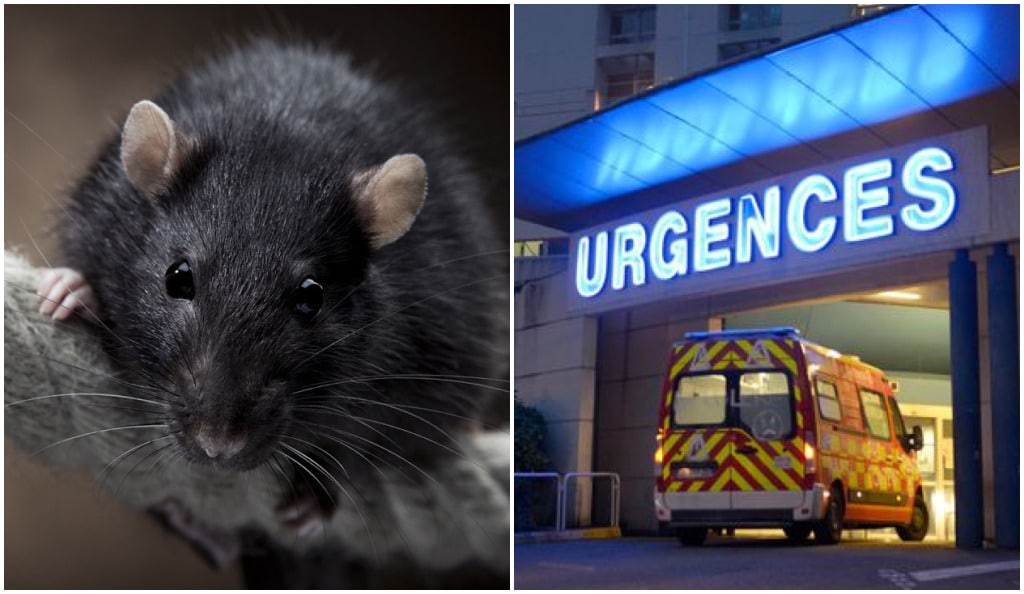 Un enfant dévoré par un rat dans son lit, il est de suite transporté à l'hôpital