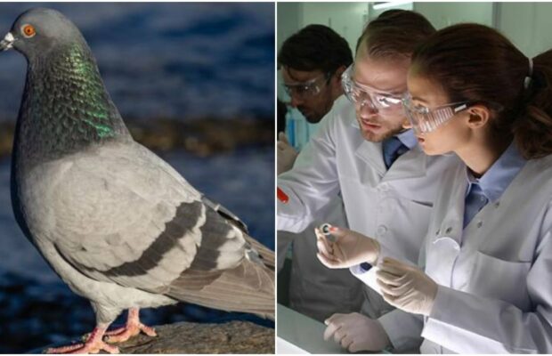 Des pigeons transformés en zombies ? Un virus inquiète les scientifiques