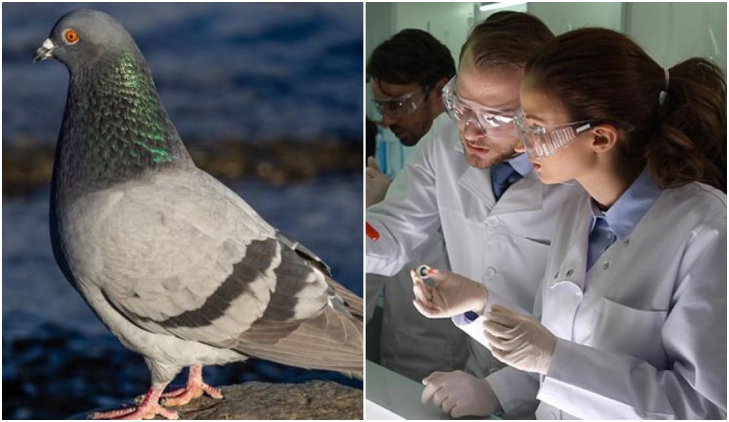 Des pigeons transformés en zombies ? Un virus inquiète les scientifiques