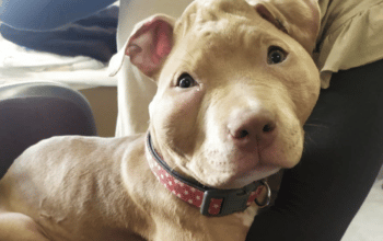 Pattes fracassées, tête déformée, brûlures à l'acide... Un chiot de 4 mois tabassé