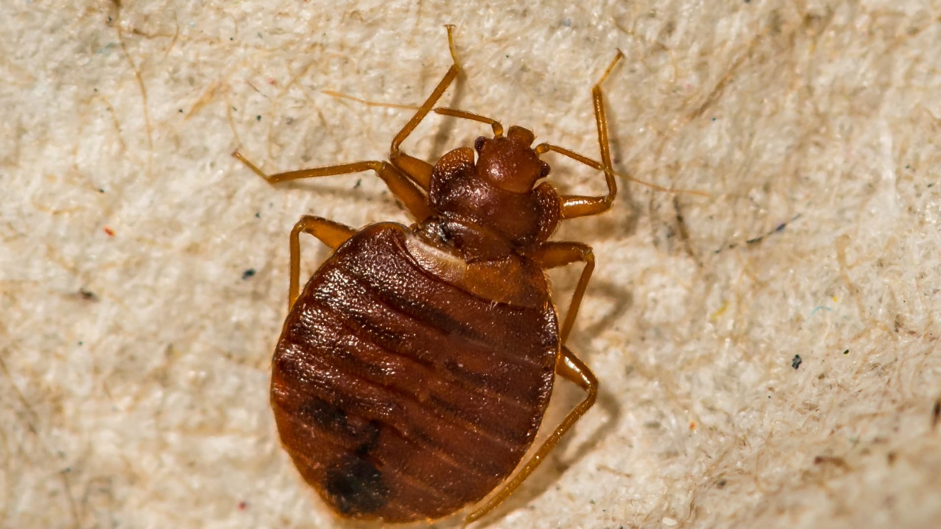 Punaises de lit : ce produit que l’on a tous dans le placard permet de les repousser naturellement