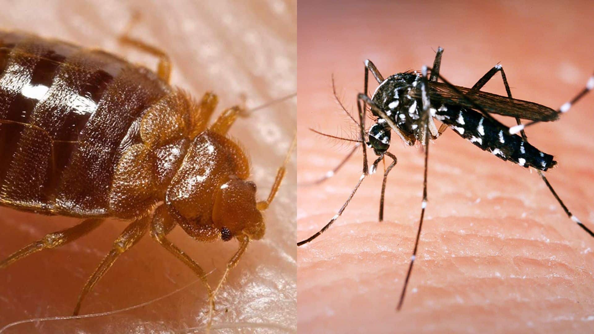 Piqûre de moustiques ou de punaises de lit : la différence