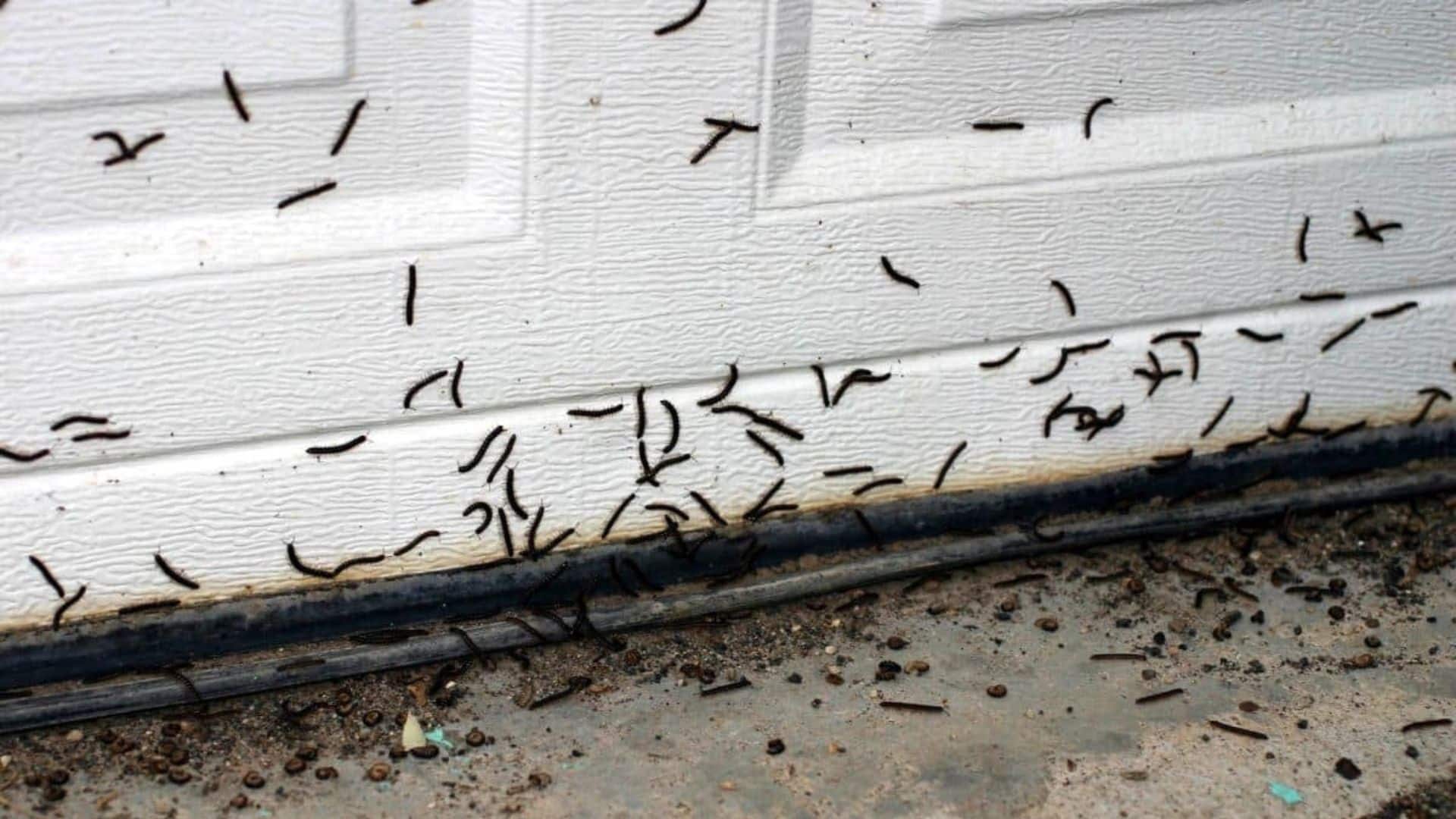 Après les punaises de lit, attention aux vers noirs dans votre maison cet hiver