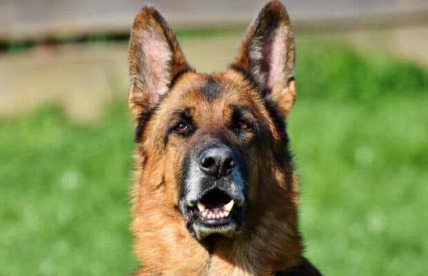 Il traîne son chien décédé derrière sa voiture sur plusieurs kilomètres, des internautes mettent le feu à son domicile